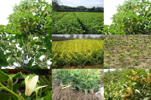 桂花一般在几月份开花1683074378538