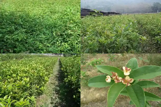 桂花一般在几月份开花1683074378585