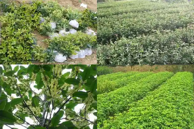桂花一般几月份开花呢1683074402100