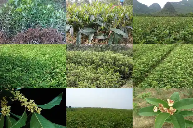 桂花树桩嫁接什么苗子1688345577440