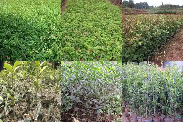 移栽桂花树施肥技巧1683074546475