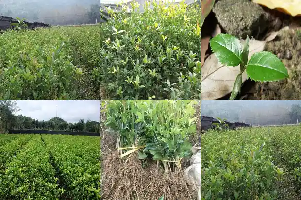 移栽桂花树施肥技巧1683074546522