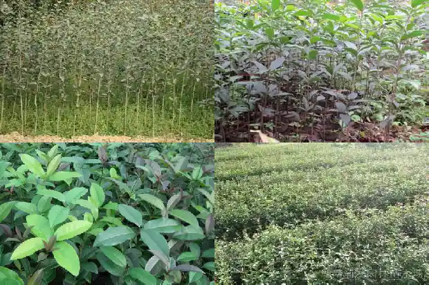 桂花盆栽风水1683074576393