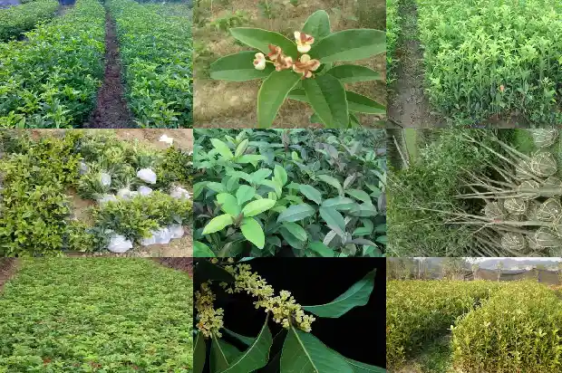 桂花盆栽风水1683074576439