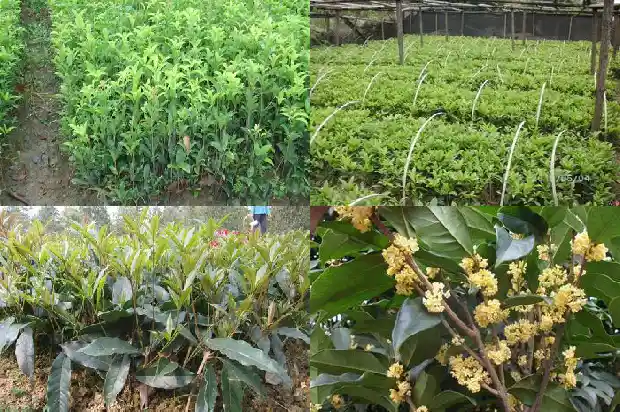 桂花盆栽风水1683074576486