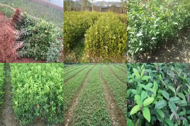怎样描述桂花树1683074608949