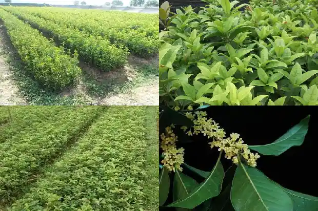 怎样描述桂花树1683074609045