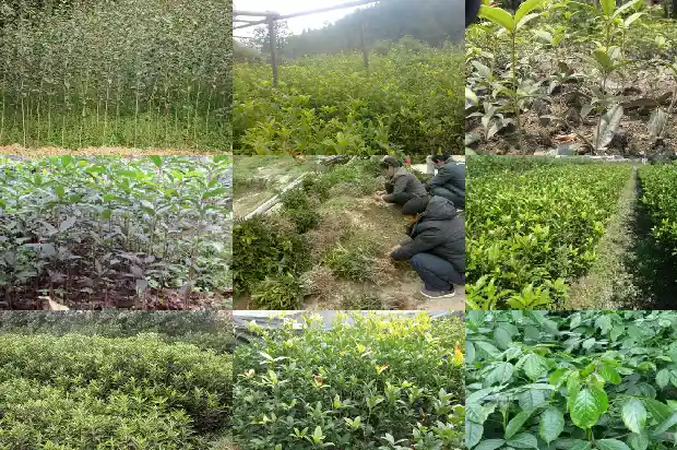 桂花一盆种几颗1683074669559