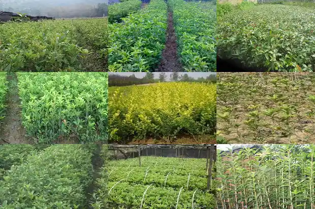 桂花一盆种几颗1683074669607