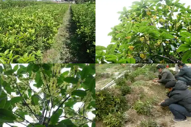 桂花树种门口种几颗1683074693563