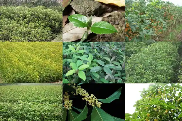门前适合栽几棵桂花树1683074723631