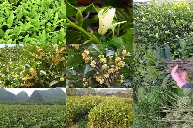 怎样泡桂花酒窍门1689034730009
