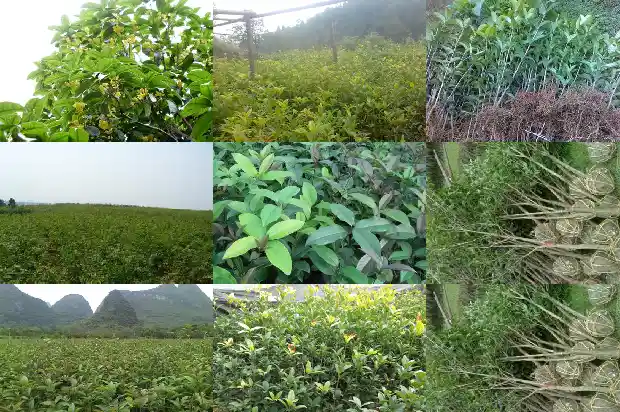 大门口栽桂花树对风水好不好1689985973214