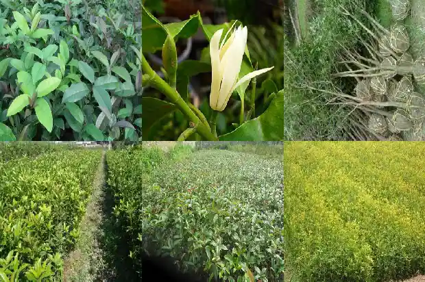 桂花糕有几种1683074787829