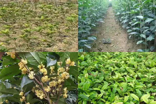 桂花糕有几种1683074787924