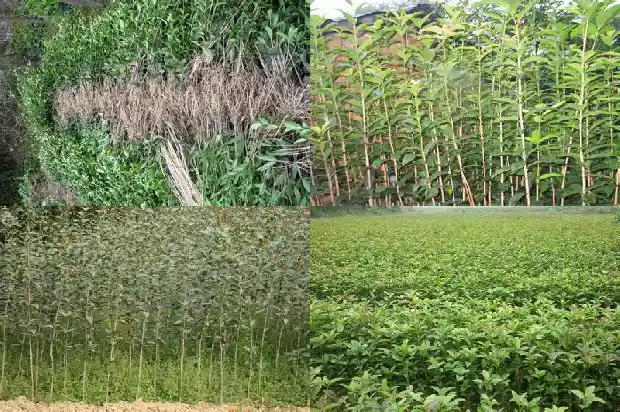 我想卖桂花树在哪里卖呢1688520461504