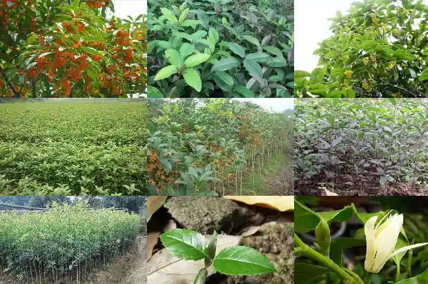 桂花树小苗怎么养成活率高1688521228231