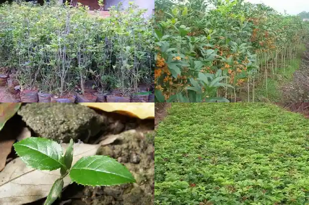 今年为啥不开桂花1683074882741