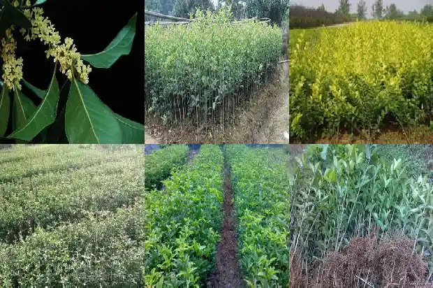 生桂花泡茶1689467205894