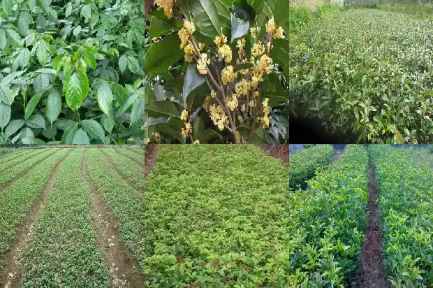 油炸桂花糕1683074946676