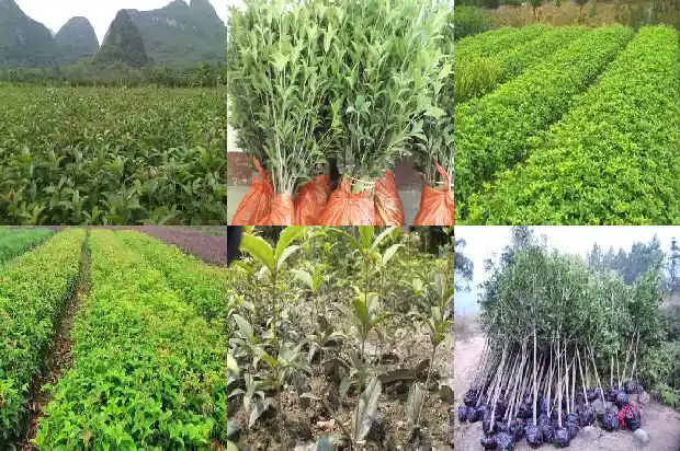 最好的桂花树是哪种树型1688692818042