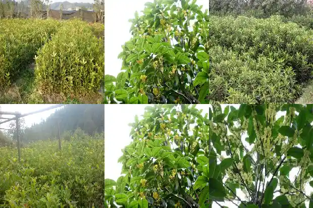 糖桂花年糕1683074981552