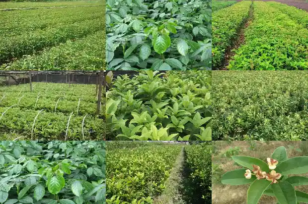 桂花赤豆鸡头米1683075042729