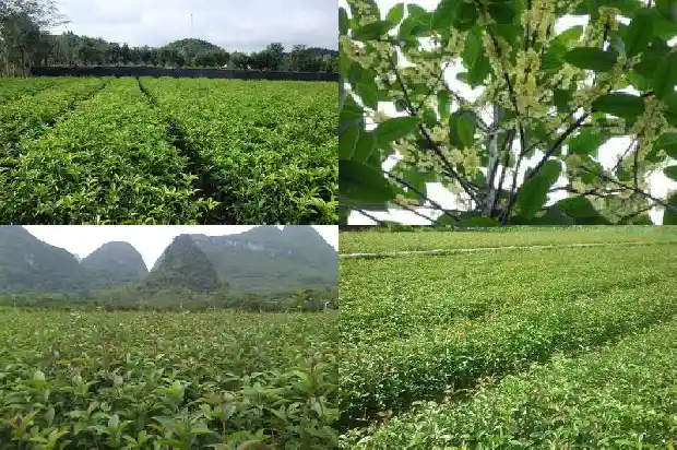 桂花木弹弓怎么样用1688518192535