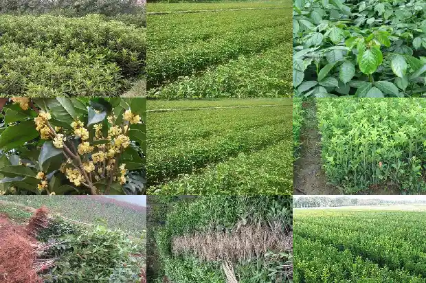 桂花煮鸡蛋1683075151899