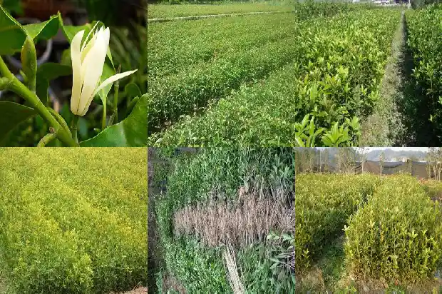 桂花啥季节开花1690591343720