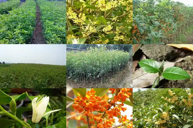 桂花树风水说法1683075184924