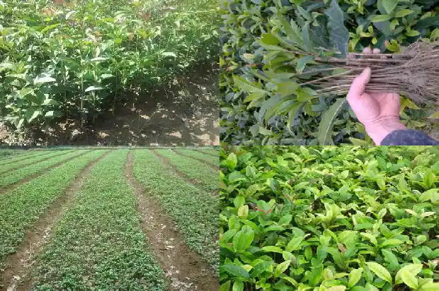 桂花树风水说法1683075184972