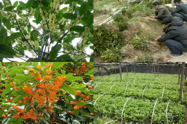 桂花风水禁忌1683075205629
