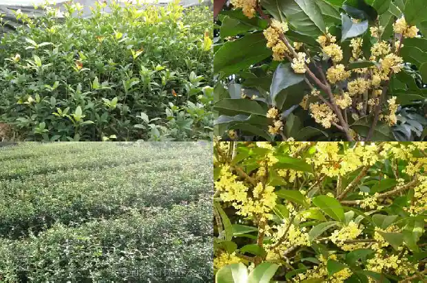 桂花室内摆放风水禁忌1683075227387
