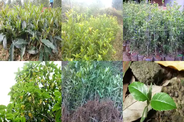 桂花室内摆放风水禁忌1683075227481