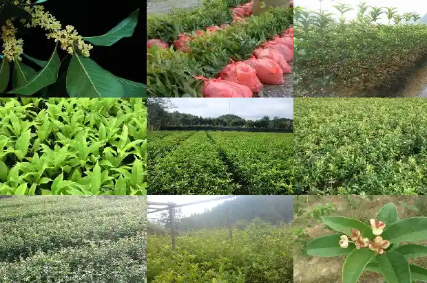 八月桂花树能不能插栽活得1688948382269