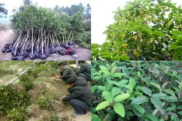 桂花生长温度1683075267784