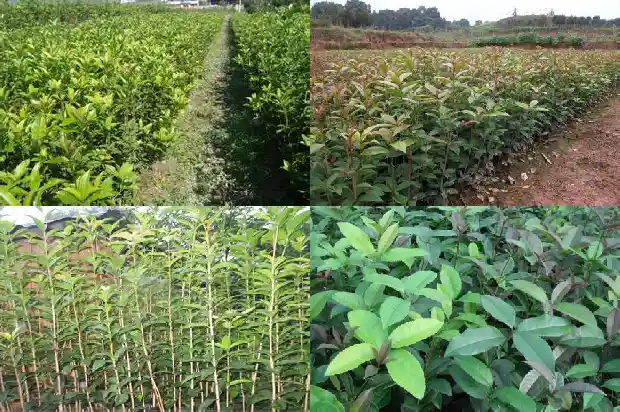 桂花生长温度1683075267832