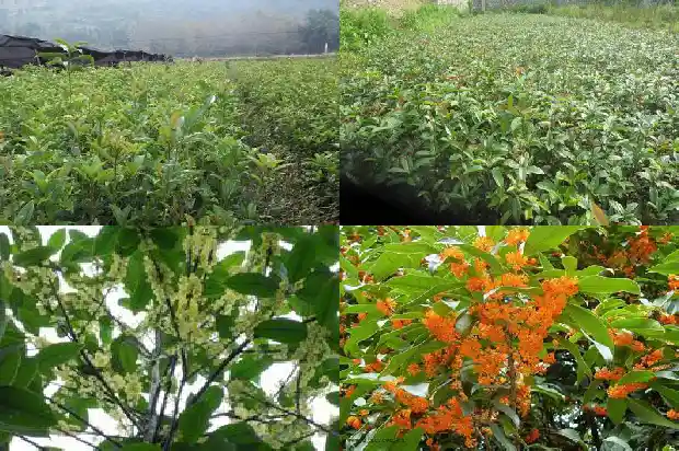 桂花生长温度1683075267879