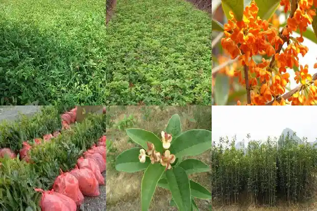 桂花一般高度1683075349683