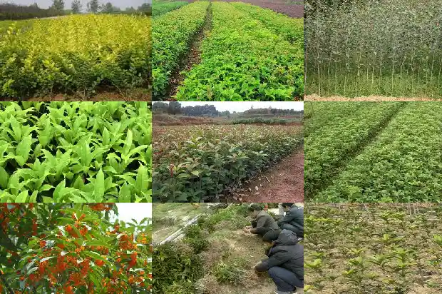 精品桂花树价格多少钱一棵呢1690245621949