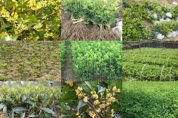 桂花树冬天养护1683075410106