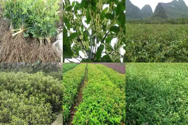 桂花树意象句子1683075451744