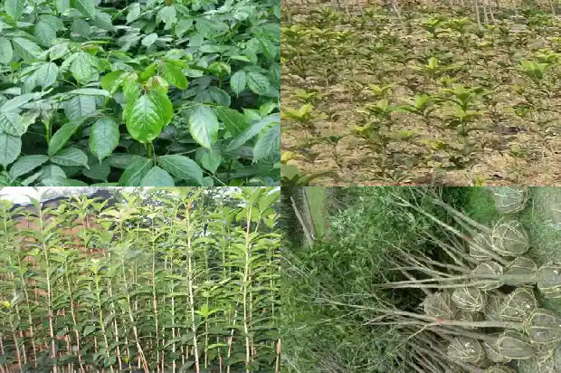 现在桂花树的价格是多少钱一棵呢1690158317557
