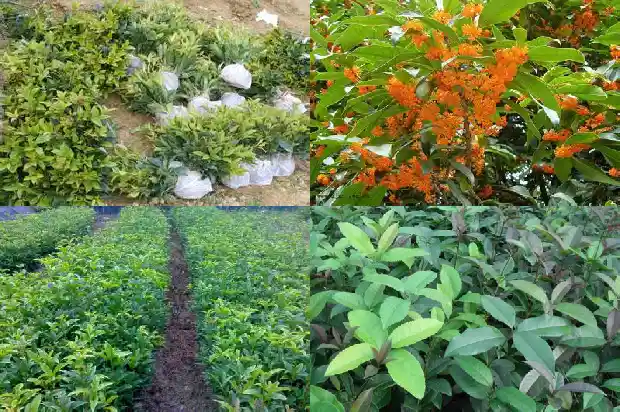 我想买桂花树1690158471409