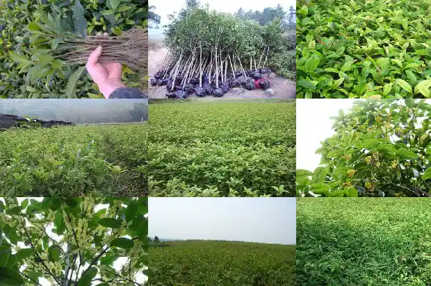 家里种桂花风水讲究1683075505174