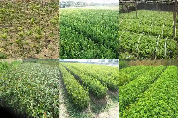 家中种植桂花风水1683075525305