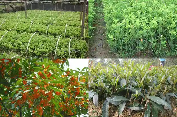 院里种桂花树有啥说法没1683075547180