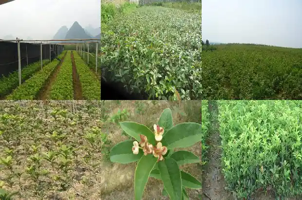 院里种桂花树有啥说法没1683075547274