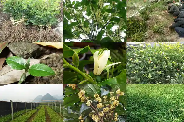 门前有一棵桂花树寓意1683075571124